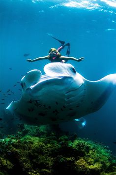 a woman is swimming in the ocean with a large animal on her back and some fish around her