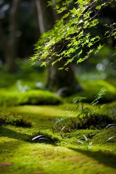 moss covered ground with trees in the background