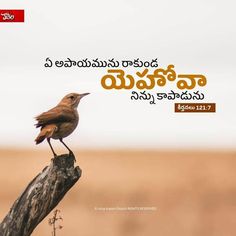 a small bird sitting on top of a tree branch in front of a sky background