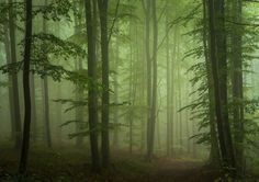 a forest filled with lots of tall trees and green leaves covered in foggy mist