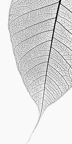 a black and white photo of a leaf