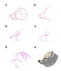 how to draw a wolf's head step by step instructions for children and adults