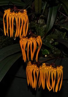 three orange flowers with green leaves in the background