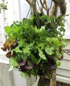 a hanging planter filled with lots of green plants