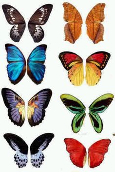 a group of different colored butterflies on a white background