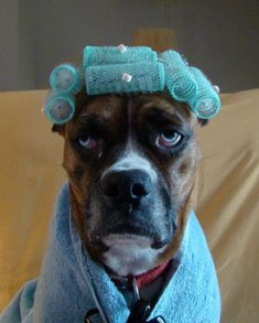 a dog with a towel on its head