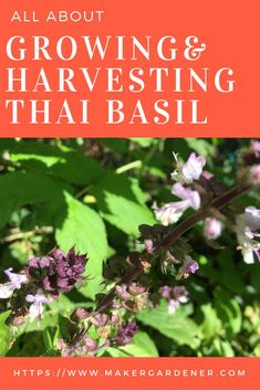 purple flowers and green leaves with the words all about growing and harvesting in thai basil