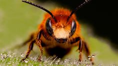 an orange and black insect sitting on top of a grass covered field next to drops of water