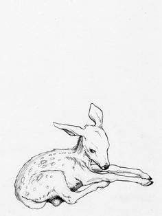 a black and white drawing of a deer laying down