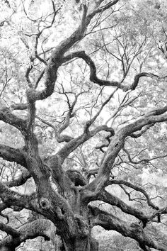 black and white photograph of an old tree