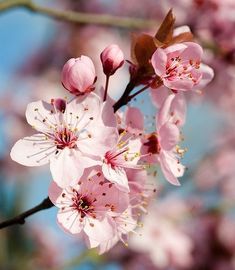 pink flowers are blooming on a tree branch