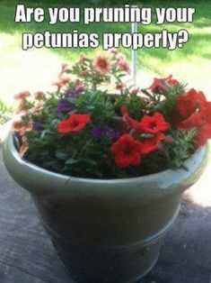 a potted plant sitting on top of a wooden table next to a sign that says are you pruning your petunias properly?