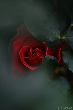 a single red rose with green leaves