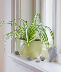 a potted plant sitting on top of a window sill next to some rocks