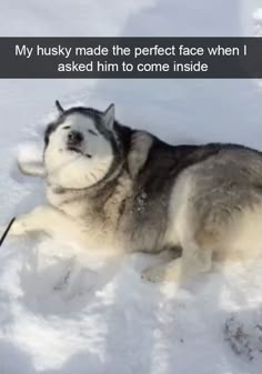 a husky is laying in the snow with his head up