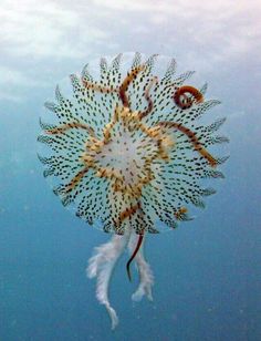 an image of a sea creature floating in the water