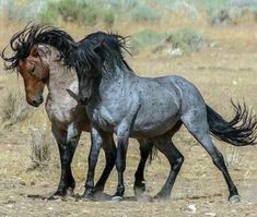 two horses standing next to each other on a dry grass field