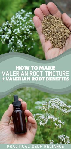 Valerian Tincture, Valerian Root Benefits, Herb Knowledge, Herbalism For Beginners, Medicinal Flowers, Medicinal Herbs Remedies, Herbs Remedies, Herbal Vinegar