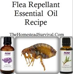 the home remed survival flea repellent essential oil recipe