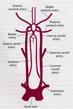 diagram of the structure of an animal's body and its external structures, labeled in red