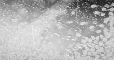 black and white photograph of rain falling down on the window pane with flowers all over it