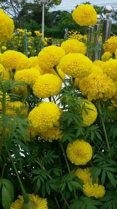 many yellow flowers are growing in the garden