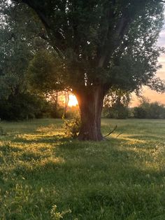 the sun is setting behind a large tree in a field with green grass and trees