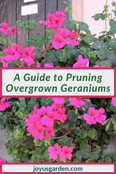 pink flowers with green leaves and the words a guide to pruning overgrowth geraniums