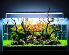 an aquarium filled with plants and water