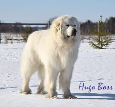 a large white dog standing in the snow