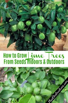 how to grow lime trees from seeds, indoors and outdoors in the fall or winter