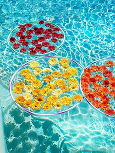 three bowls filled with flowers floating on top of a swimming pool