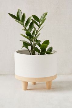 a plant in a white pot with wooden legs