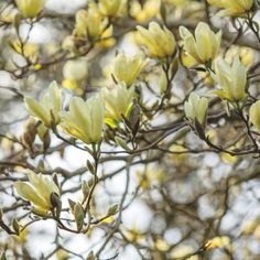 yellow flowers are blooming on the branches of trees