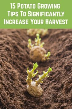 small plants growing in the dirt with text overlay that reads 15 potato growing tips to significantly increase your harvest