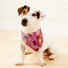 a dog with a pink bandana sitting on the floor