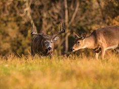 two deer standing next to each other in a field