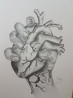 a drawing of a human heart on paper