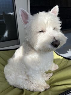 a small white dog sitting on top of a green cushion