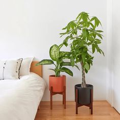 two potted plants sitting next to each other on a wooden floor in front of a bed