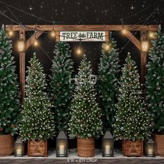 christmas trees are lined up in front of a sign that says tree farm