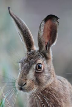 a close up of a rabbit in the grass