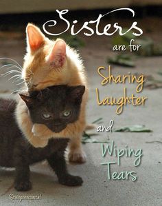 two kittens are standing next to each other with the caption sisters are for sharing laughter and wiping tears