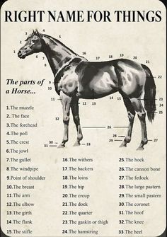 the horse is labeled with numbers and names