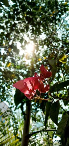 the sun shines through the leaves of a tree