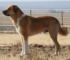 a large brown dog standing on top of a dry grass covered field next to a fence