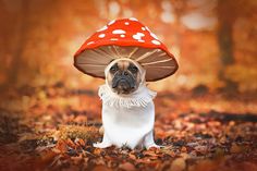 a pug dog wearing a mushroom hat sitting in the leaves with autumn foliage around him