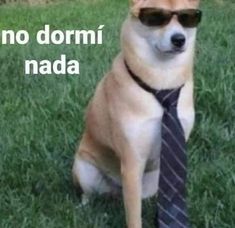 a dog wearing sunglasses and a tie sitting in the grass with words written below it