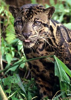 a black and white photo of a leopard