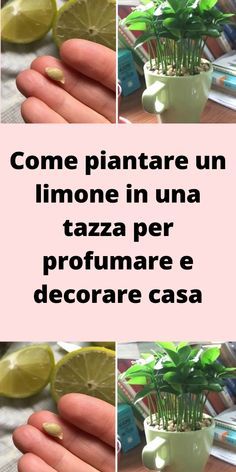 a hand holding a small potted plant with lemons in it and the words come piantare un limoone in una tazza per profumare e decorare casa